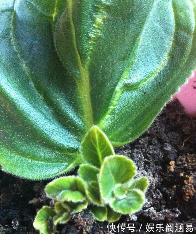 夏天|10种不能淋雨的花,淋完雨就死,盆栽养花注意事项