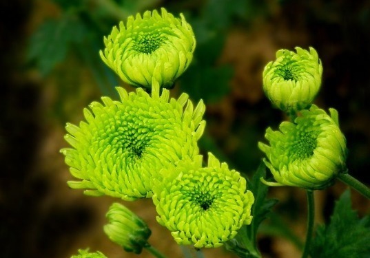 超哥|家里养“3种”菊花，花朵大、颜色艳，花一开“五颜六色”