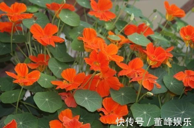 “不占地方”的4种花,多养几盆,阳台成“花海”,“天天”赏花