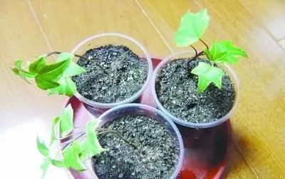 蟹爪兰|养花爱好者看过来这15种花现在“扦插”,生根快,一个周就长芽