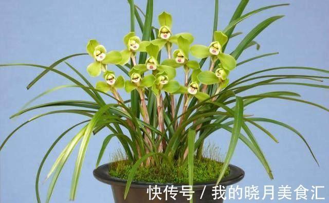 栀子花,兰花不开花,水里加点它,只喷一点点,阳台秒变大花园