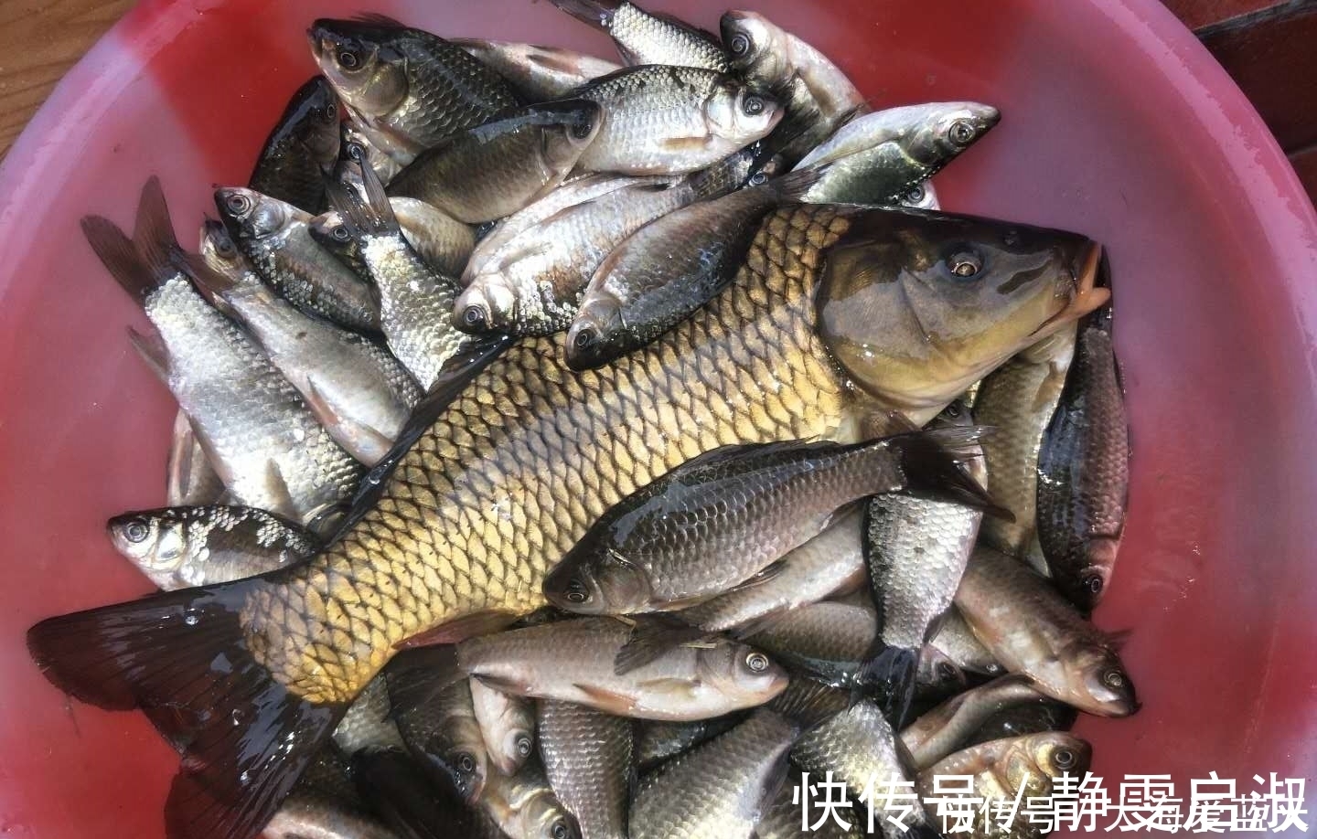 渔获|这东西专攻鲫鱼鲤鱼，开春钓鱼记得加一点，让你渔获轻松翻倍