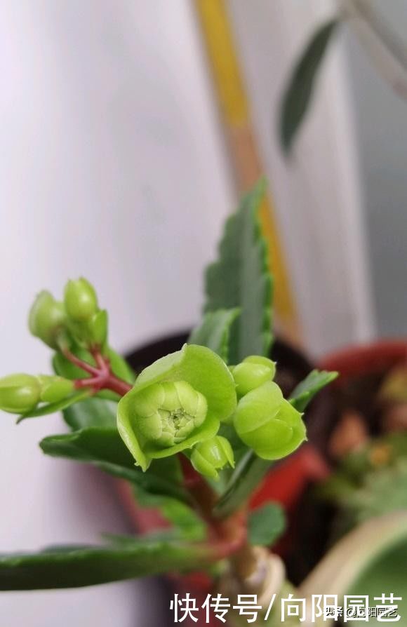 养几棵不死鸟，长大后留着嫁接，嫁接长寿花，开花数量翻倍