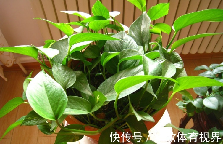 养这4种花不要太勤快，“懒养”更好活，值得新手尝试