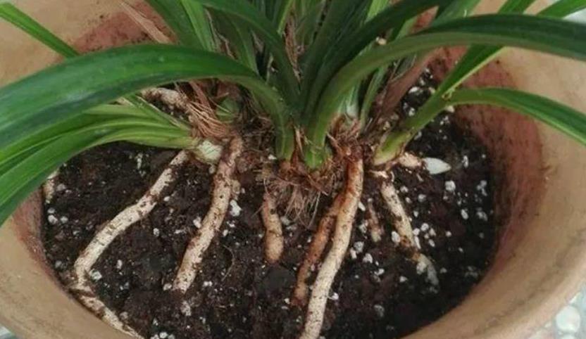 抓把“臭球”埋到花盆里,盆土不板结,疏松又营养,大白根长不停