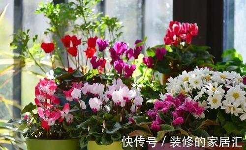 适合穷养的“5种花”,用小盆,少管一些更利于生长和开花