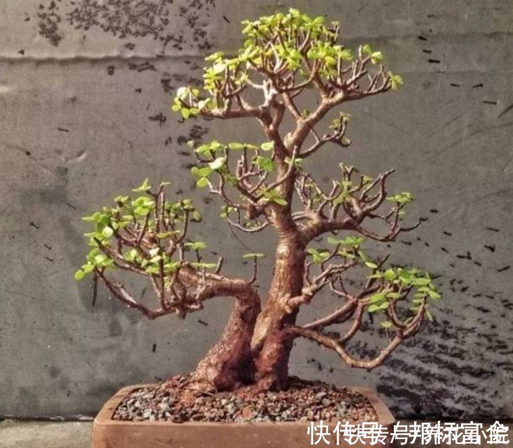 玉树|家里养“2种树”，剪得越狠，长得越快，成老桩盆景