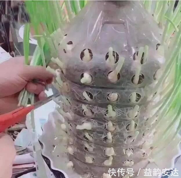 家里的塑料油桶别扔，有3个“妙用”，种菜效率高，扦插生根快