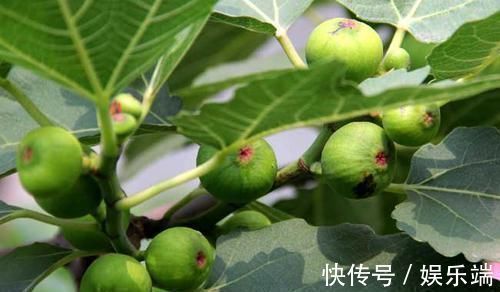 花青素|一旦得了高血压,6种食物坚持吃,血压轻松下降,血管也通顺了!