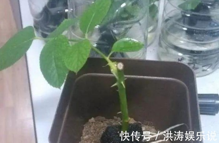 枝条|扦插好方法养花繁殖下一代，试试这3招，简单好使