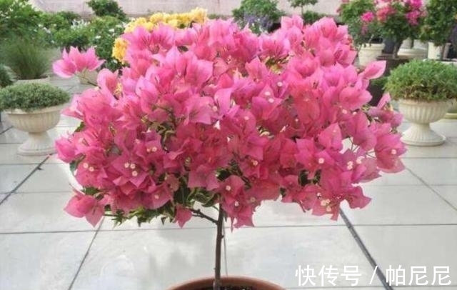 家里养这“4种花”,立春过后要“修剪”,晚了长势弱,影响开花