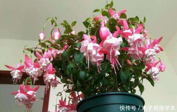 如此漂亮的几种花,花形别致,不用费心,就能长的特别好