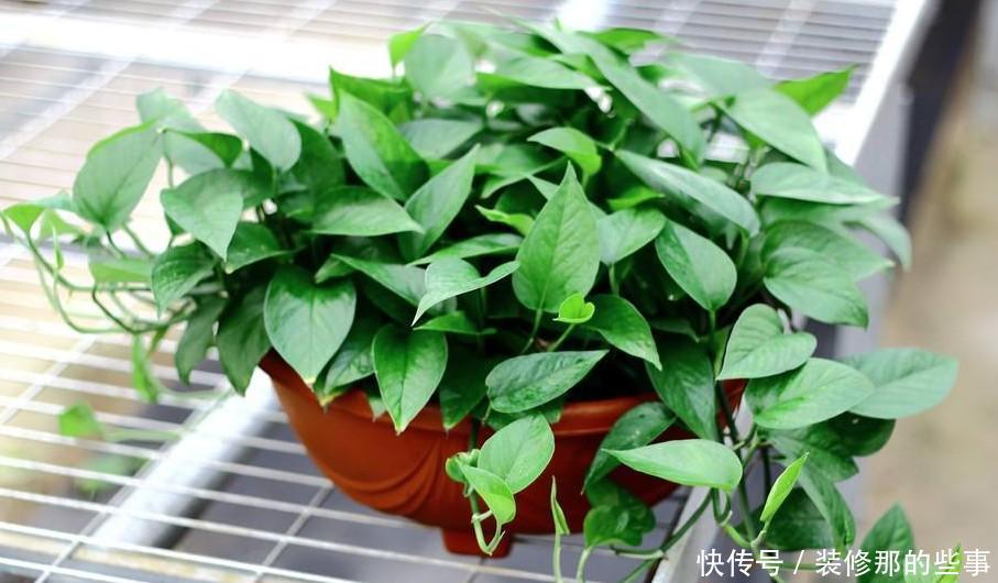  根系腐烂|快速解决栀子花、绿萝、吊兰、发财树烂根黄叶难题？1招搞定