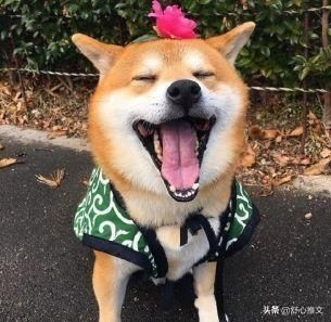 光知道柴犬当然还不够 柴犬还分4个品种 你见过几种 快资讯