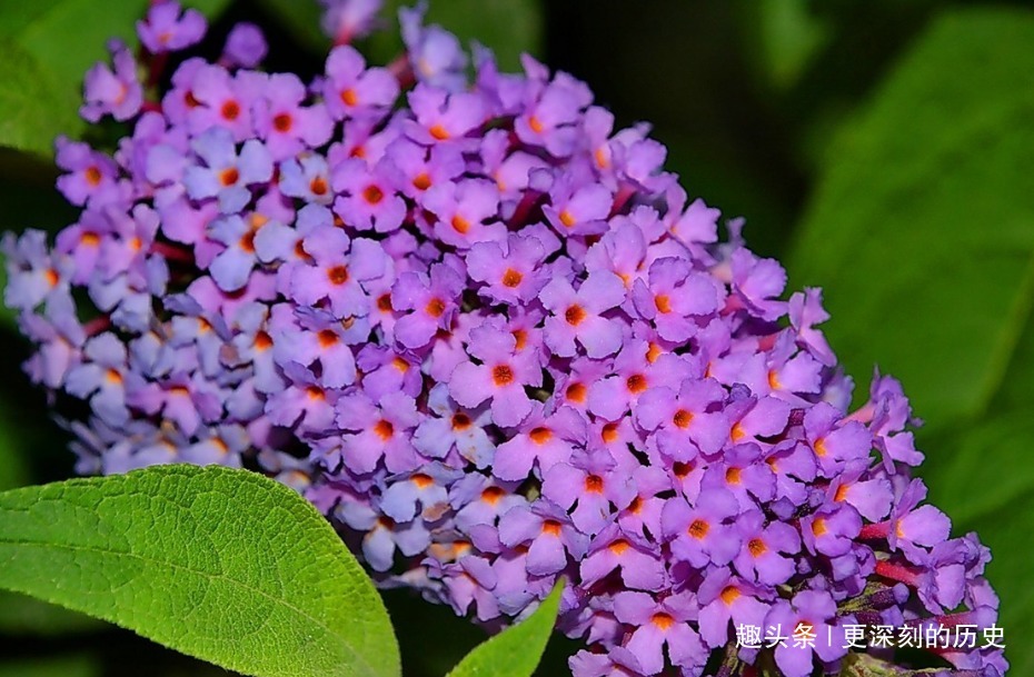 此花造型奇特色彩浓艳，给人一种活泼热闹的美感，象征着鸿运当头