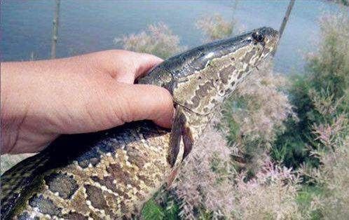 技巧|钓鱼技巧之“扎蛤蟆”钓法,爱钓鱼的你可以看看