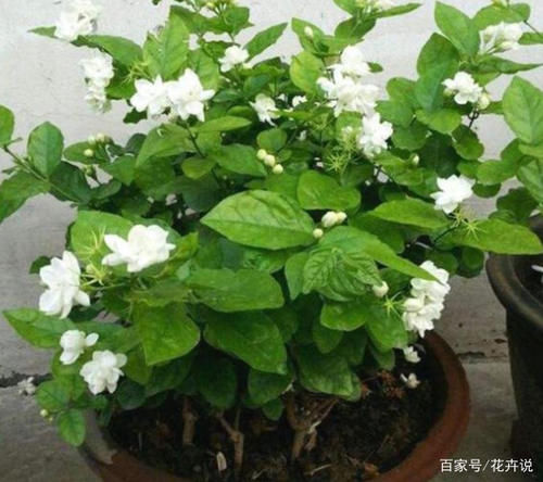 5种香水花卉，好养又好闻，你家有养不？