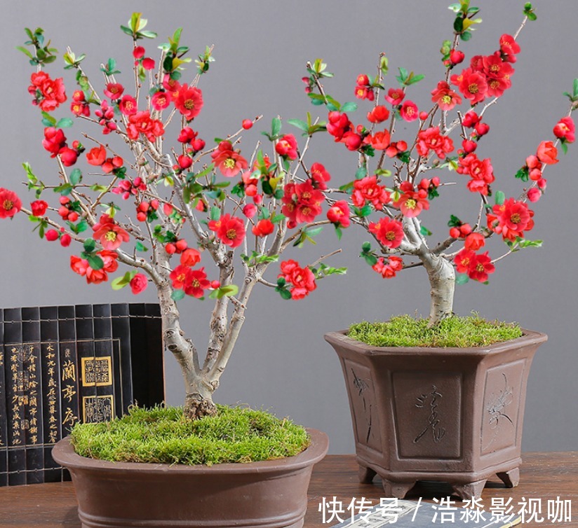 玉树|3种“老花树”,能活一百年,冬天不怕冷,开满“吉祥花”