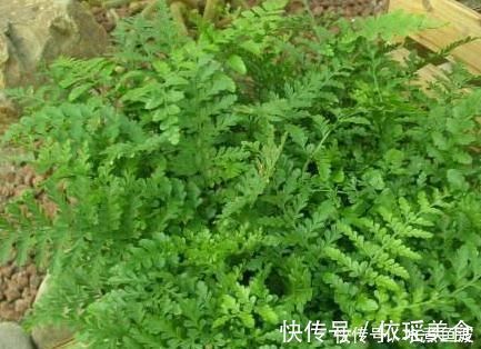 光照|室内“3种花”一见光就烂根,只要摆角落,一年四季“翠亮如春”