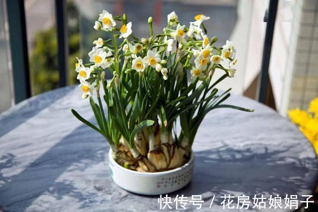 这9种花卉适应性强，各种抗性较高，适合在室内的环境中栽培