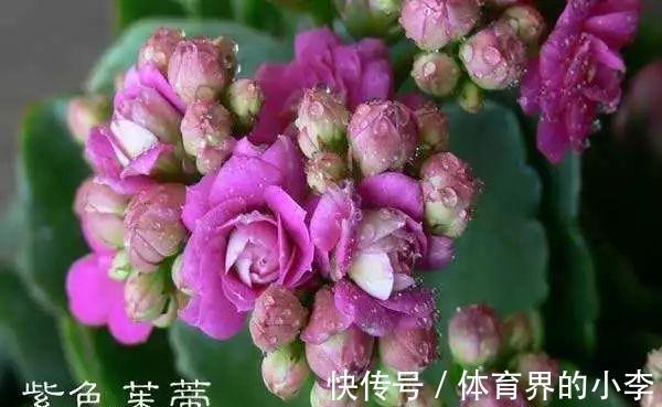 长寿花这样伺候,健康又长寿,开完一茬又一茬