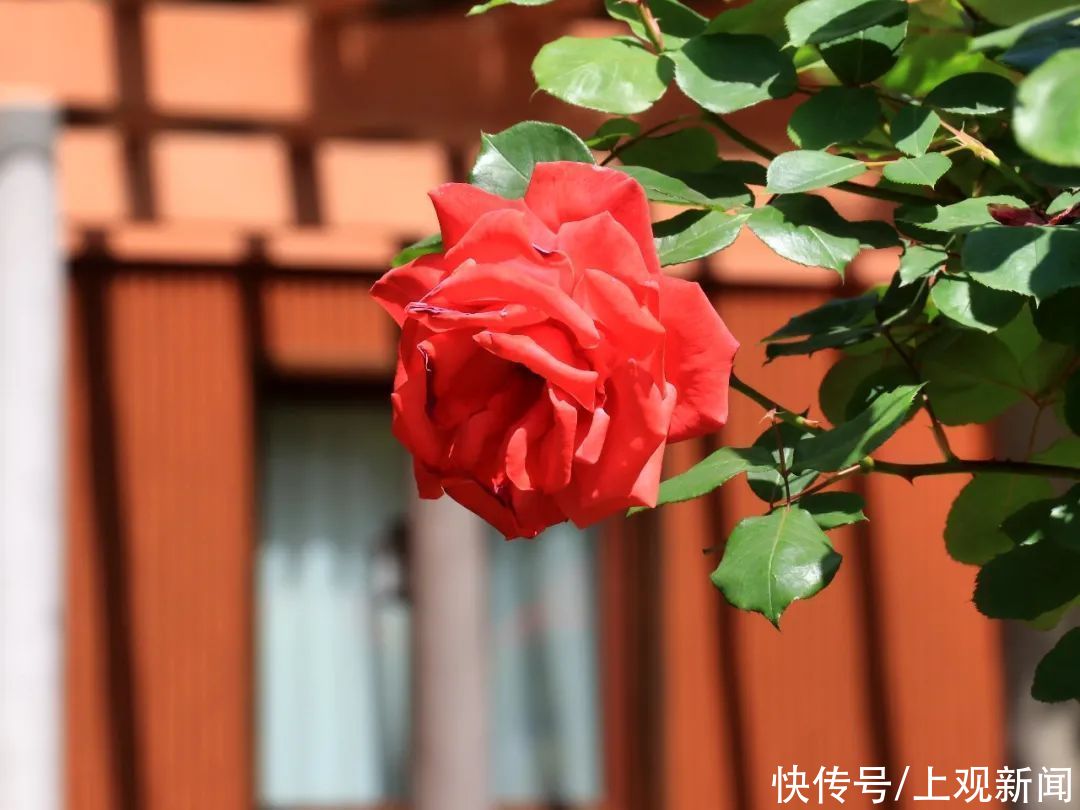 崇明|赏花正当时！花博南园姹紫嫣红，花色纷呈