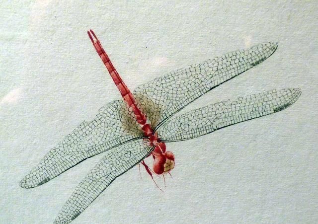 草虫@齐白石画的小虫子,放大5倍以上欣赏,翅膀上的脉络真实细腻!