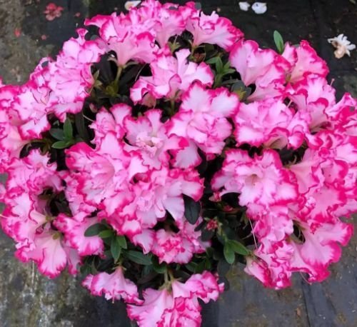 此款花卉,花艳易爆盆,花色柔美,花朵烂漫迷人,美爆了