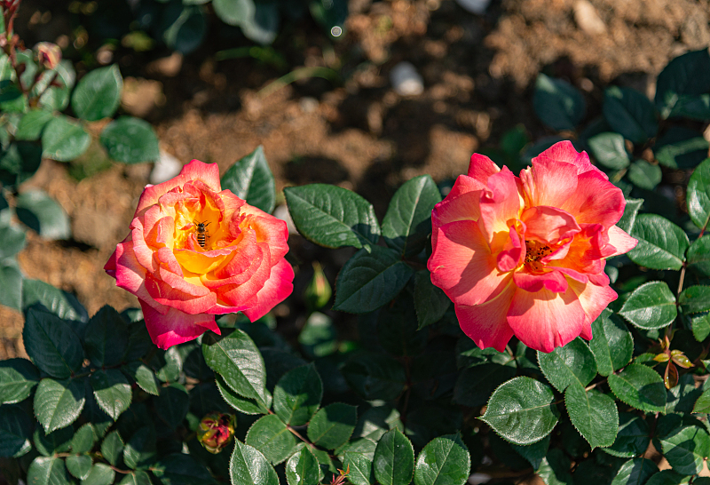 北方能过冬的庭院植物推荐