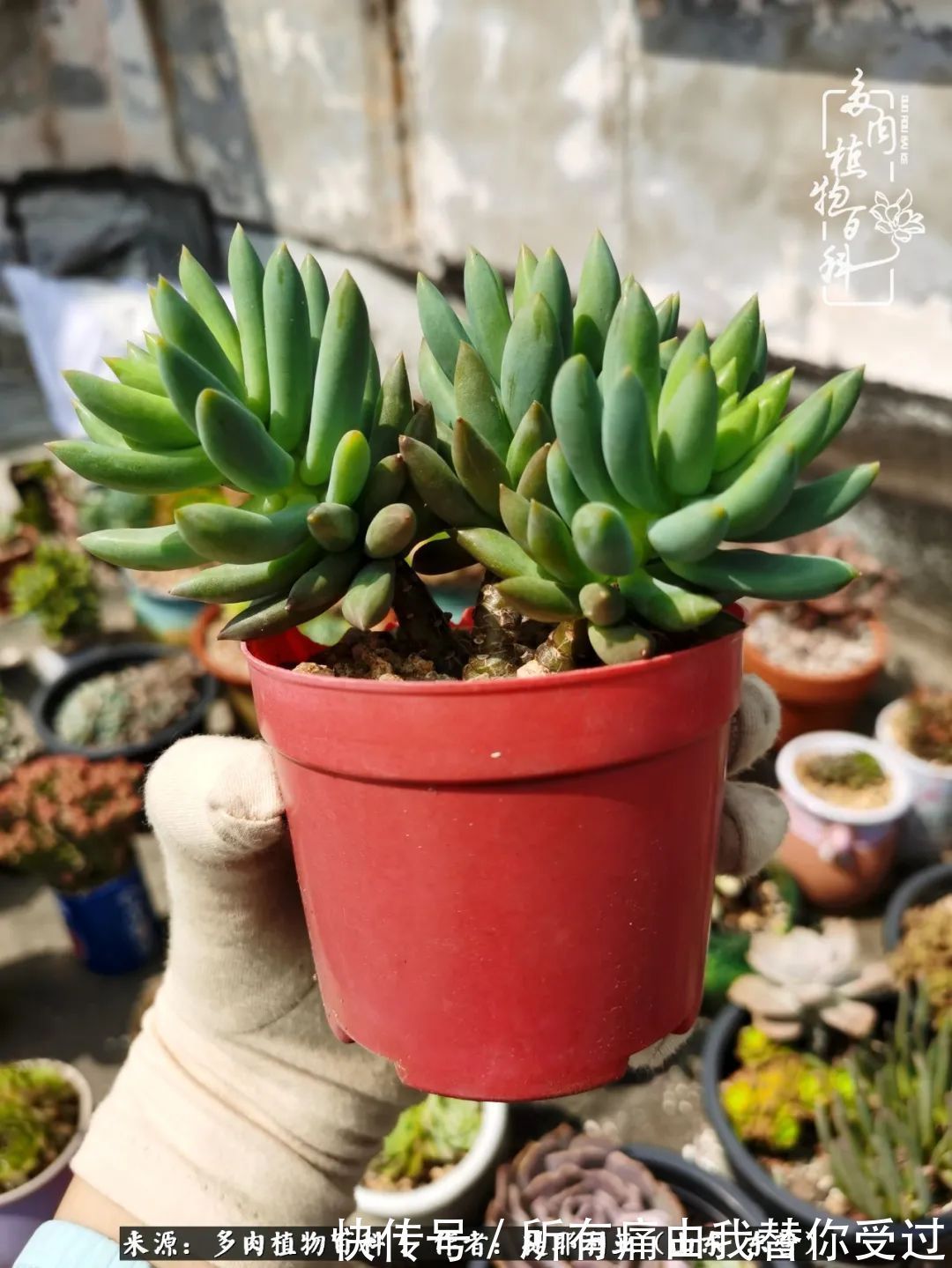 人如多肉，经阳光雨露历练后，亦会越挫越勇！