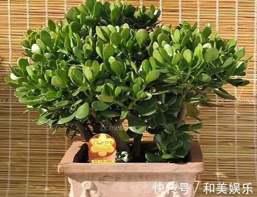 老桩|养了2年的玉树,轻松长成传家宝,掌握这个技巧,你也可以!
