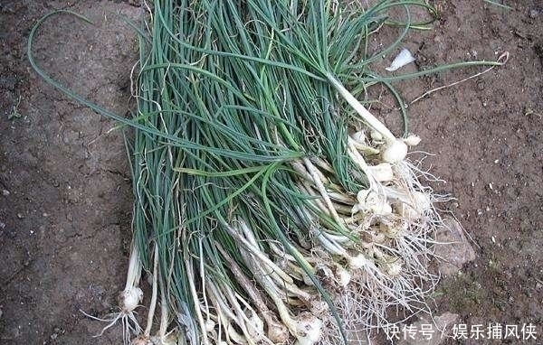 山野菜|这几种野菜，补肾防癌样样精通医生都抢着吃