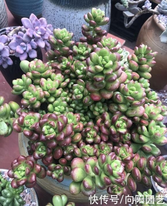 明知多肉不喜水，还是习惯多浇水，这该咋办？赶紧把手绑起来