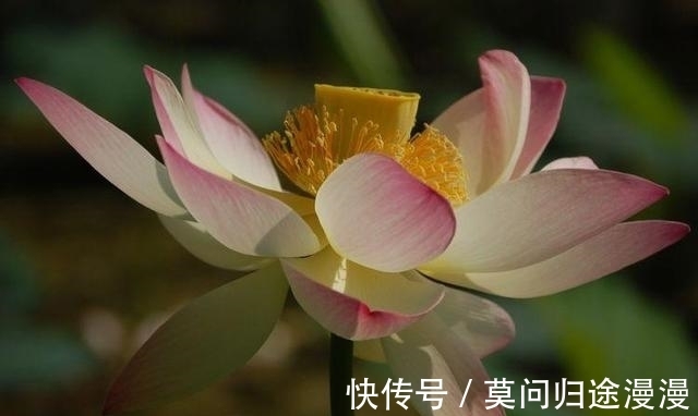 大奖|8月财富运势集聚，3星座事业展现才华，彩票中大奖，收入翻几番！