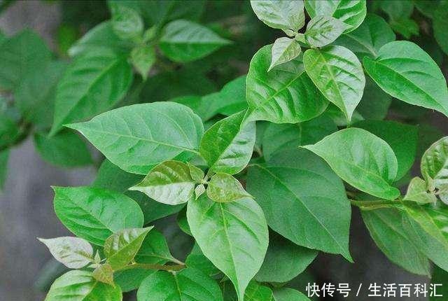 休眠|三角梅开花能力强,盆里埋点特制肥,夏天开出一片花墙