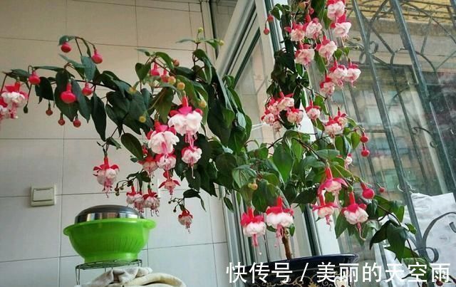花型|别养绿萝吊兰了,室内绿植选这款,花型漂亮,四季开花,更值得养