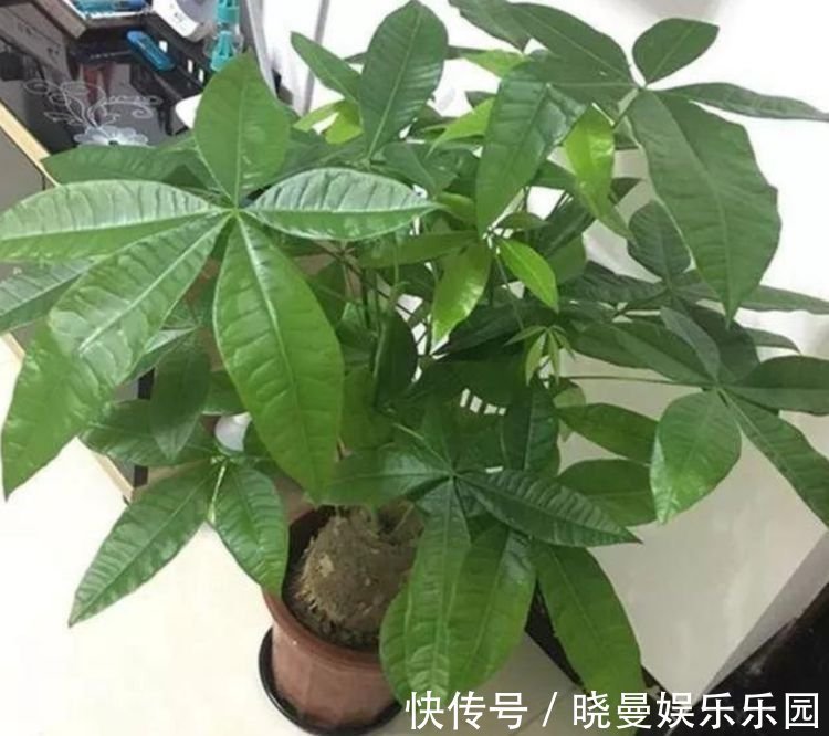 杜鹃花|“4种花”有钱人都偷着养,家里财运亨通,旺运一整年