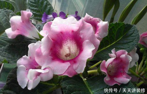 格调|农历5月11号开始,最适合养这些花,花色妖艳妖娆,提升格调品味