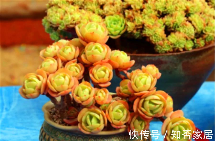 光照|多肉碧桃黑腐如何处理?3个步骤轻松解决,叶片健康颜色美