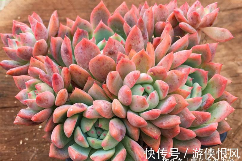 霜降说霜花,霜叶红于二月花——易红易爆盆的多肉霜花,养过否?