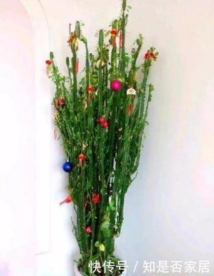 4种花要穷养,种在沙土中最好,花友:谁都能养活