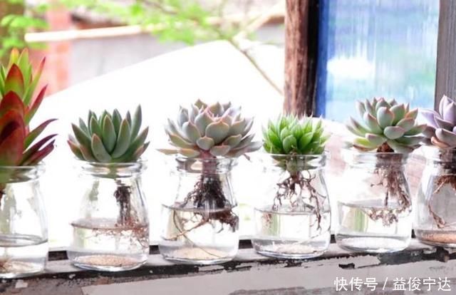 多肉丢水里好度夏,叶子疯狂吸水,几天就变胖了