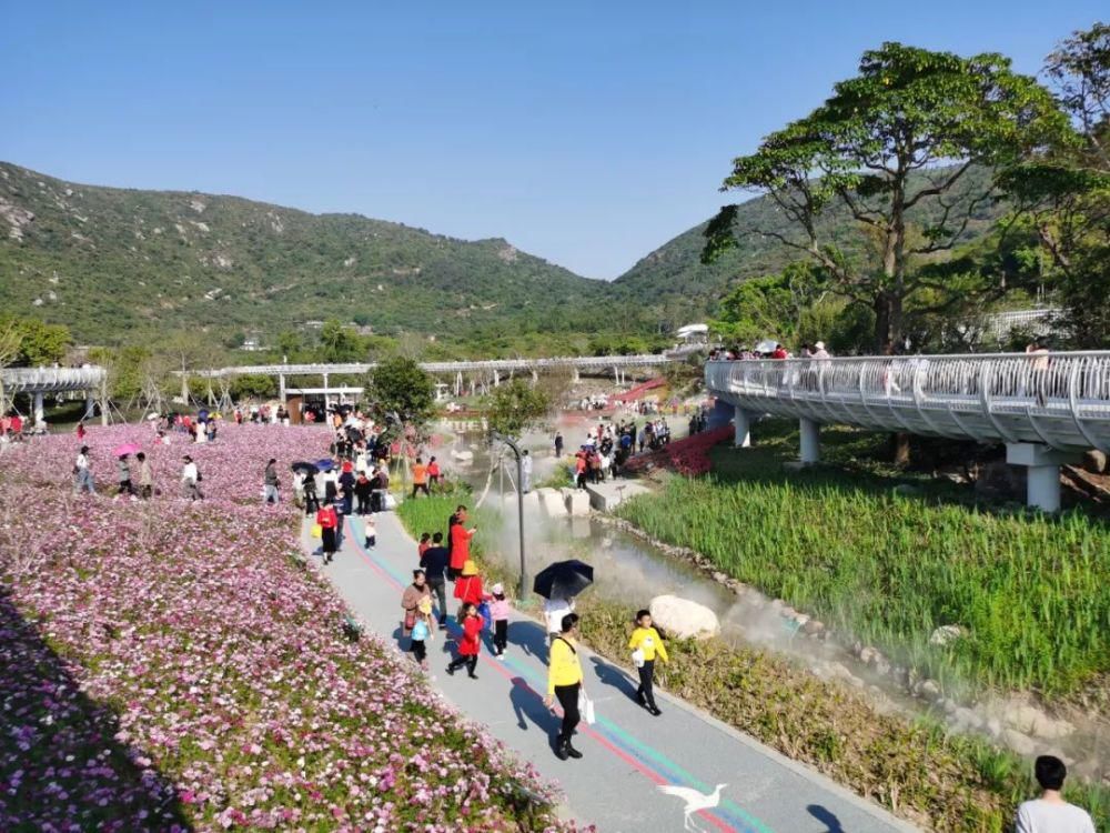 花海|火了!金湾这条村太受欢迎!