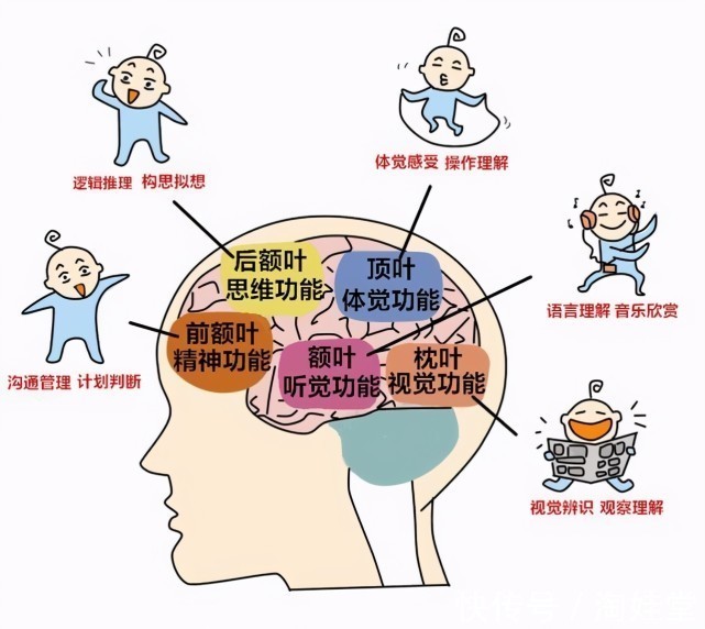 发育|哈佛研究：儿童一生只有3次变聪明的时机，父母别错过了