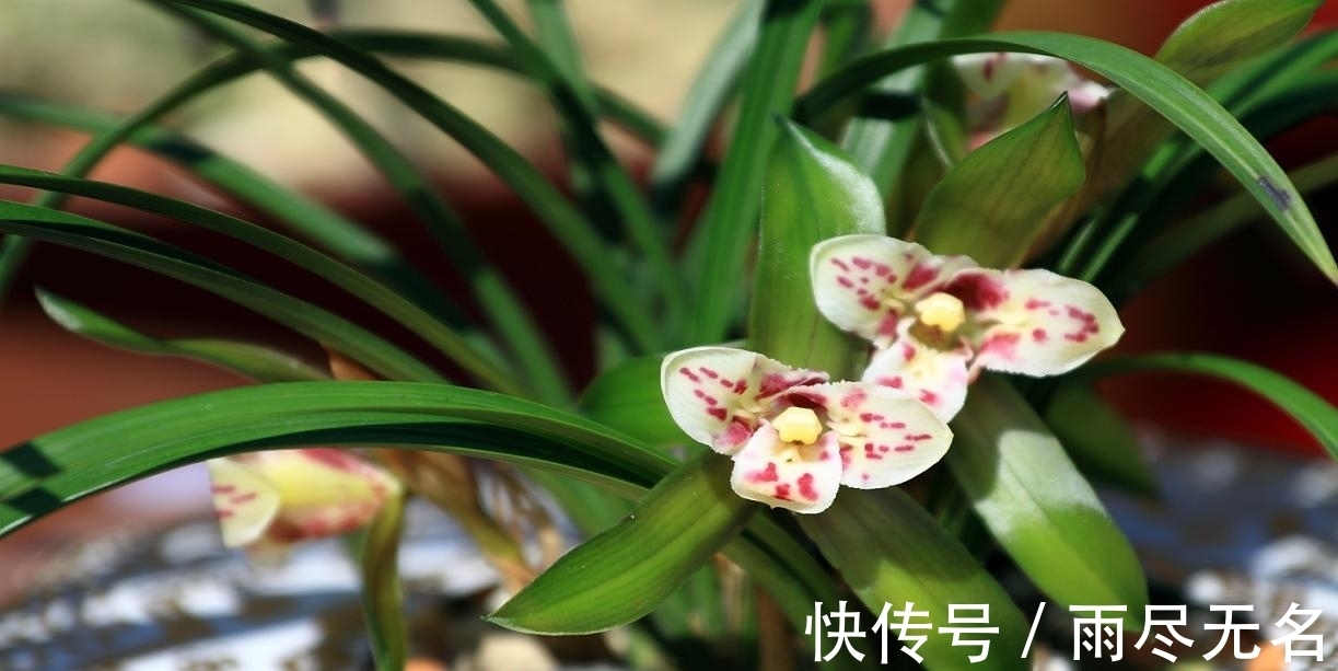 这几种花冬天开爆盆,但一般人家养得不多,现在养正开花,很漂亮