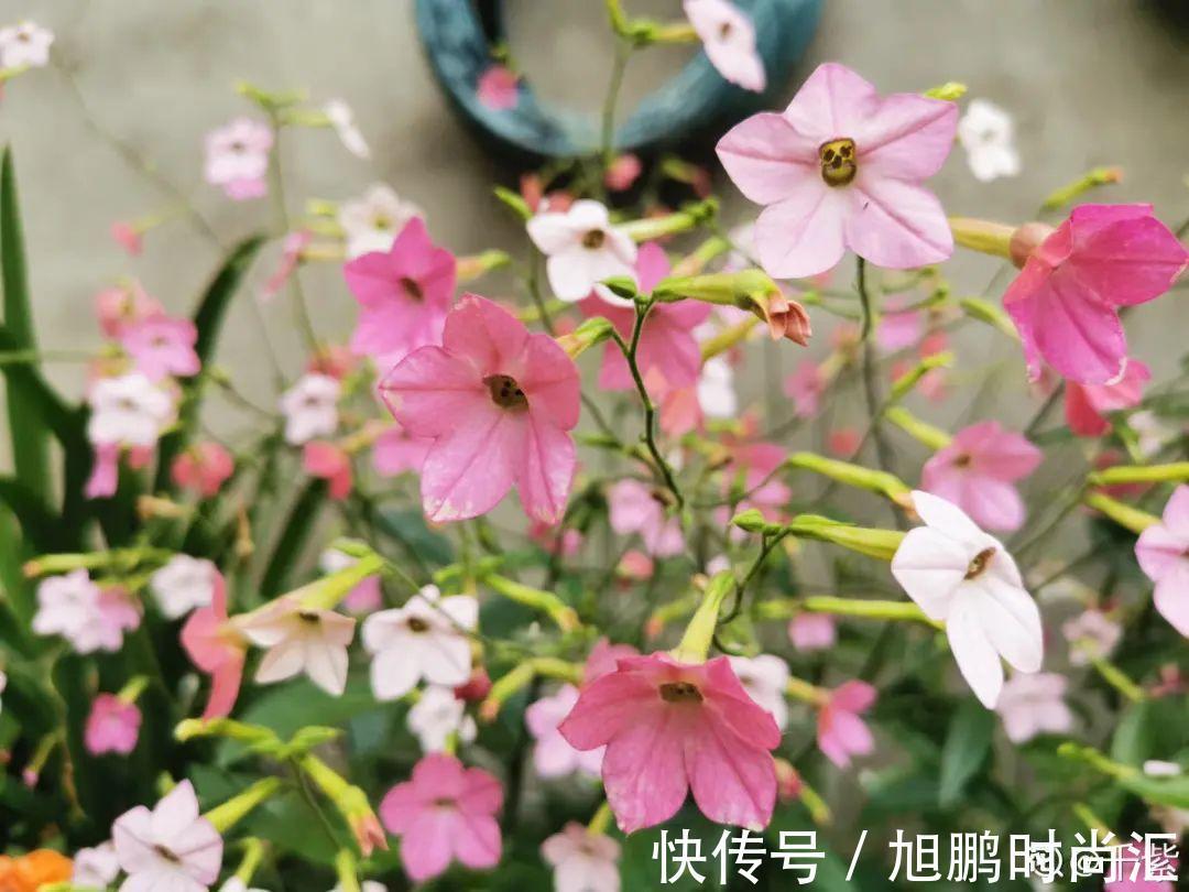 30种夏天花,热不死、晒不死,大半年都开花,还没病虫害