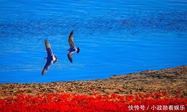 壮丽|每到秋季，辽河口就会出现一道壮丽的视觉奇观，植物学家笑而不语