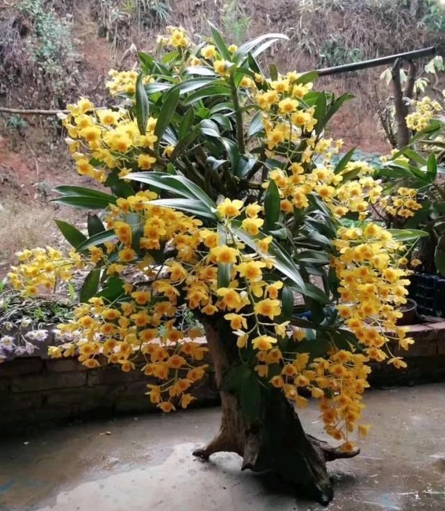 4种两栖花,不用土养的更棒,喷点水就花开满树丫