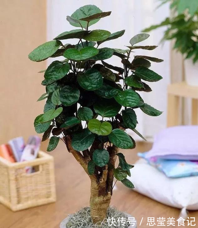 七种带“钱”的花,好看又好养,寓意吉祥,财源滚滚,建议养一盆