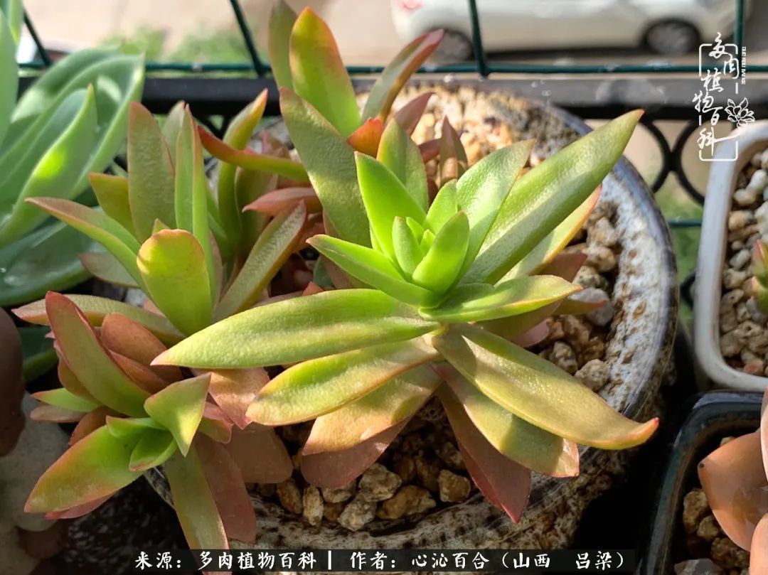 夏季的多肉，绿色才是主色调！努力呵护，期待绽放的那一刻！